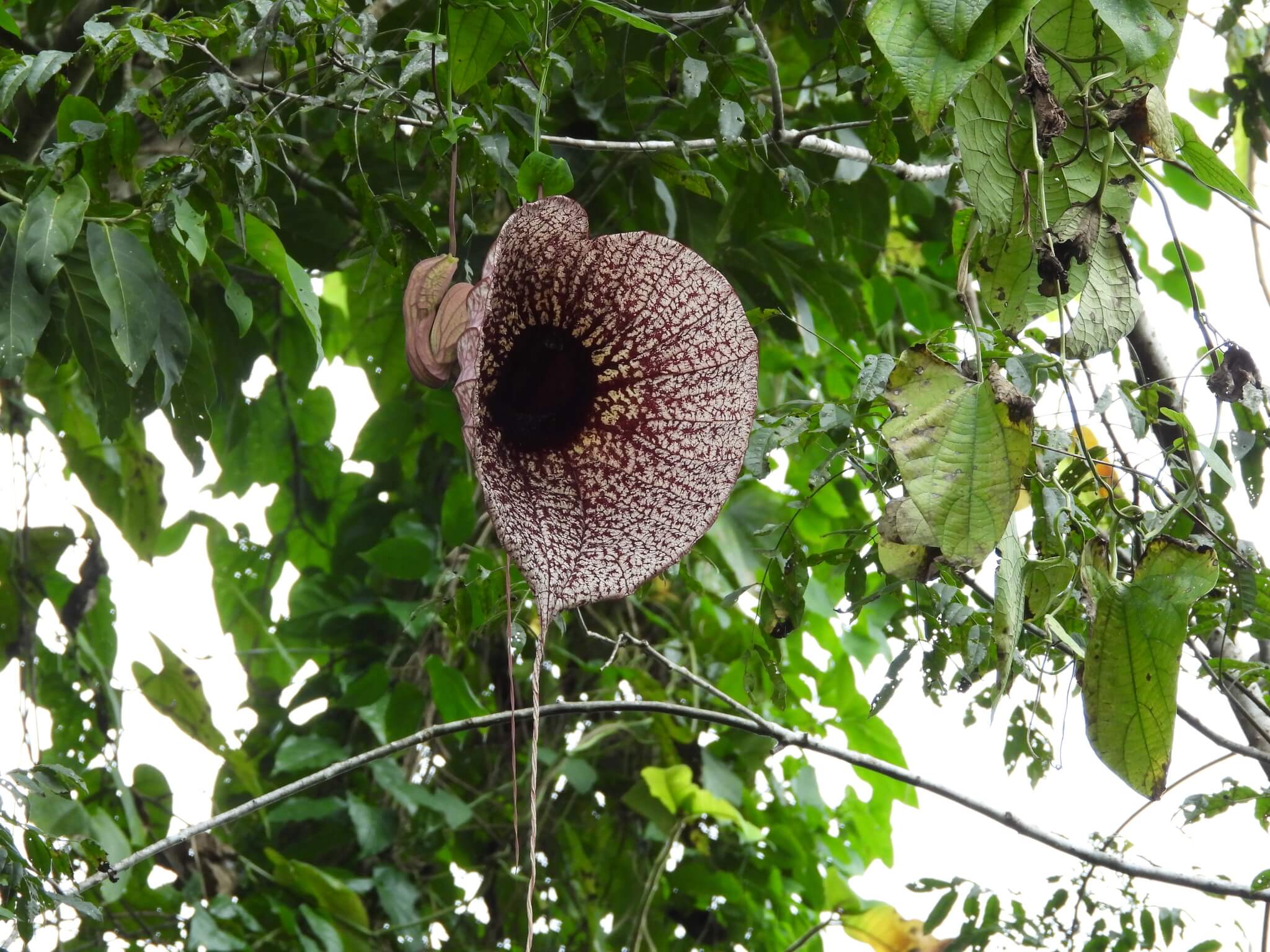 Aristolochia grandiflora